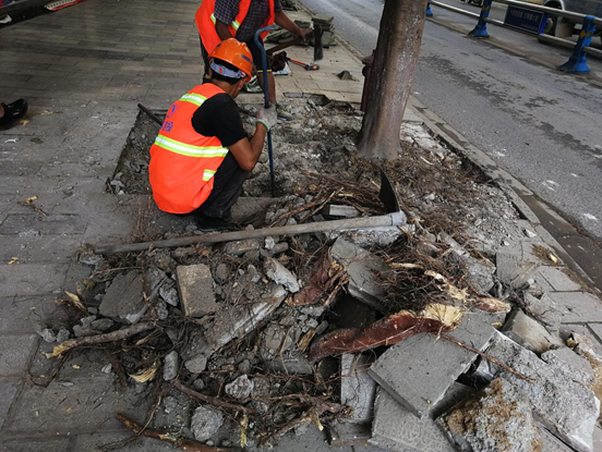 瀘水市賴茂新區(qū)市政道路景觀提升改造建設(shè)項(xiàng)目施工情況
